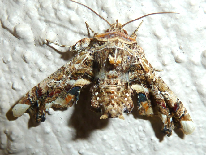 Eutelia adulatrix, a, Seringveld.jpg © JMK