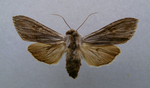 Cucullia lactucae.jpg © Dumi