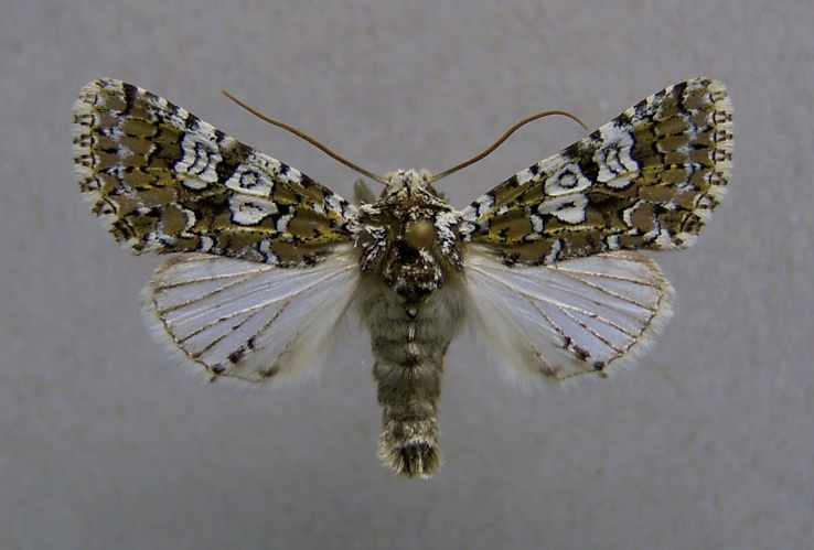 Lamprosticta culta.jpg © Dumi