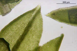 Tortella inclinata (a, 144651-474729) 1063.JPG © HermannSchachner