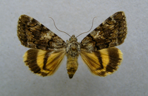 Catocala nymphagoga.jpg © Dumi
