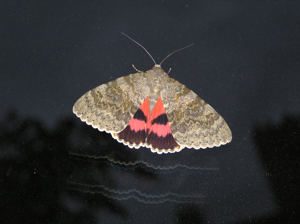 Catocala elocata05.jpg © No machine-readable author provided. Egg assumed (based on copyright claims).