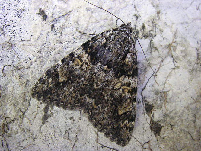 Catocala promissa2.jpg &copy; Commons