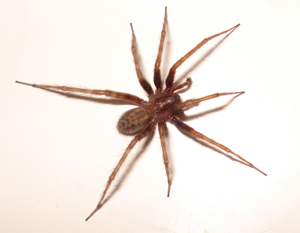 Spider-2007-10-09.png © Sanchom