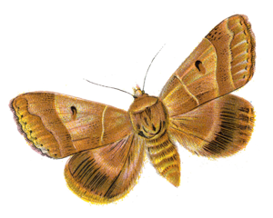 Minucia lunaris par Nemos.jpg © Dr. F. Nemos