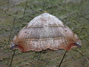 Laspeyria flexula.jpg © Donald Hobern