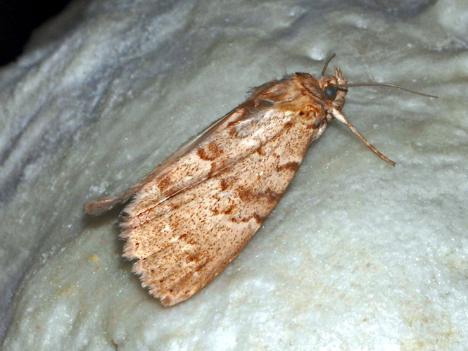 Noctuidae - Apopestes spectrum.JPG © Hectonichus