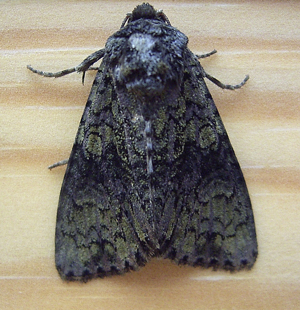 Craniophora ligustri.jpg © Denis Barthel
