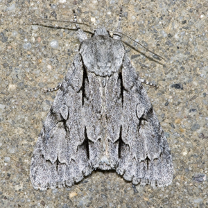 Acronicta.psi.7147.jpg © Commons