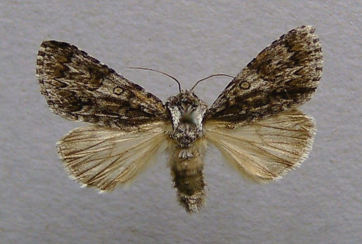 Acronicta auricoma.jpg © Dumi
