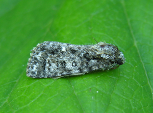 Acronicta.rumicis.jpg © Commons