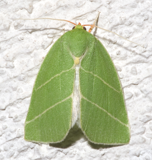 Bena bicolorana01.jpg © Commons