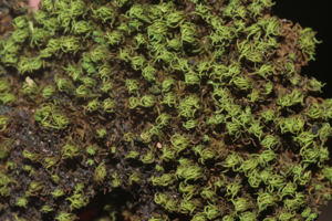 Trichostomum crispulum (a, 144642-474722) 1676.JPG © HermannSchachner