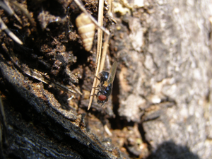 Psilota atra.jpg © H. Dumas