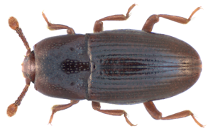 Cerylon fagi Brisout, 1867.jpg © Udo Schmidt