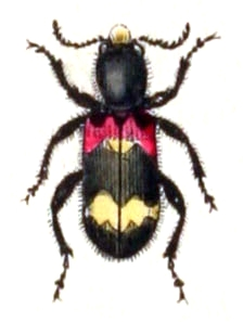 Clerus.mutillarius.-.calwer.28.12.jpg © Commons