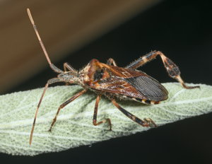 Leptoglossus occidentalis MHNT.jpg © Didier Descouens