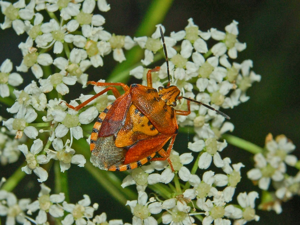 Pentatomidae - Carpocoris pudicus-3.JPG © Hectonichus