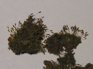 Weissia brachycarpa1.jpg © Commons