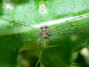 Opiliones species 3.jpg © Anevrisme