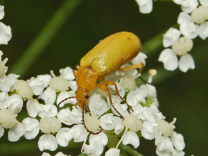Tenebrionidae - Cteniopus sulphureus.JPG © Hectonichus