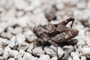 Depressotetrix depressa (brachypronotal form) (5012202763).jpg © Gilles San Martin from Namur, Belgium