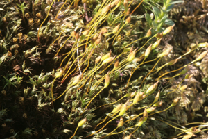 Polytrichum alpinum (a, 145602-473010) 7641.JPG © HermannSchachner