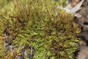 Weissia longifolia (a, 153208-482342) 1486.JPG © HermannSchachner