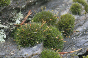 Grimmia longirostris (a, 113315-471431) 9329.JPG © HermannSchachner