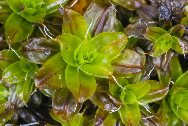 Syntrichia princeps (brown screw-moss) (6929295856).jpg &copy; Commons