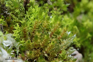 Bryum gemmiferum (a, 144437-481001) 7516.JPG © HermannSchachner
