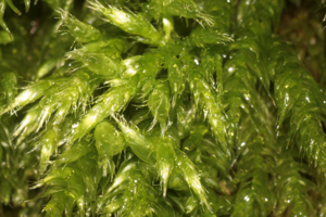 Brachythecium tommasinii (a, 144721-474815) 0931.JPG © HermannSchachner