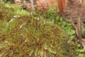 Hypnum sauteri (a, 144409-474603) 8918.JPG © HermannSchachner