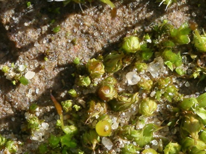 Phascum cuspidatum.jpeg © Kristian Peters -- Fabelfroh 11:35, 25 November 2007 (UTC)
