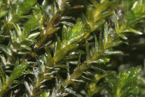 Cinclidotus riparius (a, 144629-481045) 9026.JPG © HermannSchachner