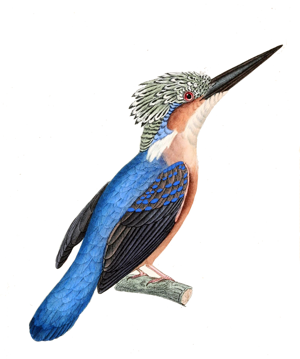 Alcedo vintsioides.jpg © Prêtre