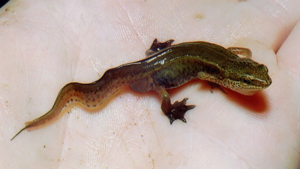 Triturus helveticus(male).jpg © Christian Fischer