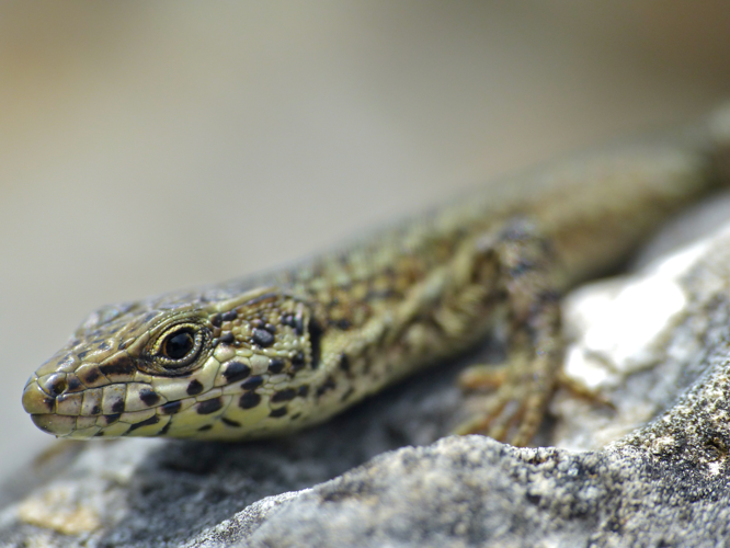 Catalonian Wall Lizard (Podarcis liolepis cebennensis) close-up (14085684563).jpg &copy; Bernard DUPONT from FRANCE