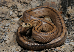 Rhinechis scalaris cropped.jpg © Commons