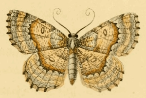 Charissa variegata.jpg © DUPONCHEL