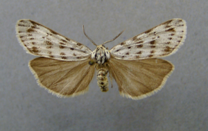 Coscinia cribraria.jpg © Dumi