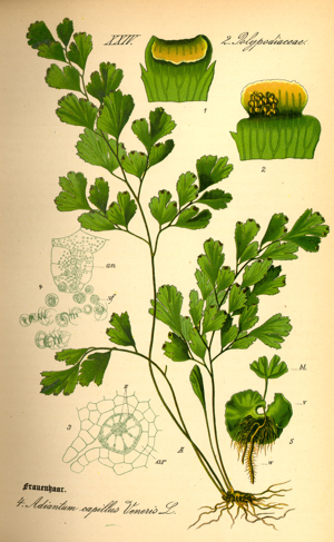 Illustration Adiantum capillus-veneris0.jpg © Commons
