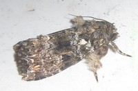 Callopistria latreillei (Duponchel, 1827).jpg © Tonton Bernardo