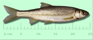 Chondrostoma toxostoma.jpg © Lamiot