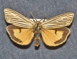 Spiris striata2.jpg © Kurt Kulac