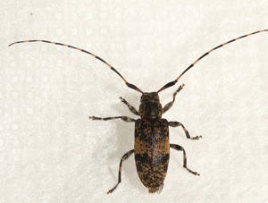 Leiopus linnei.jpg © Commons