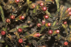 Schistidium apocarpum (a, 144454-480959) 0639.JPG © HermannSchachner