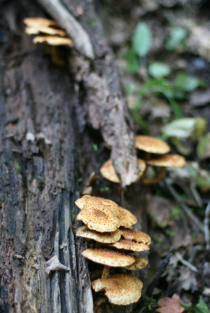 9-24-12 Pholiota Adiposa.jpg © Matthew Kruvczuk