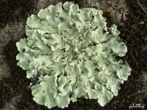 Flavoparmelia caperata 240112.jpg © Jason Hollinger