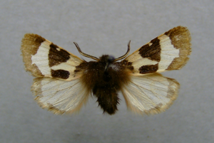 Watsonarctia deserta.jpg © Dumi